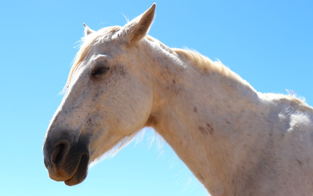 COPITO