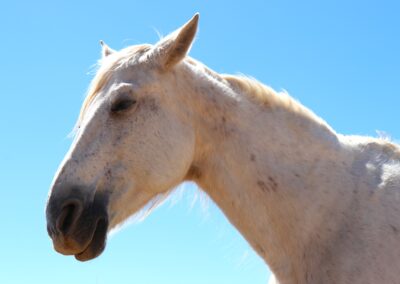 COPITO